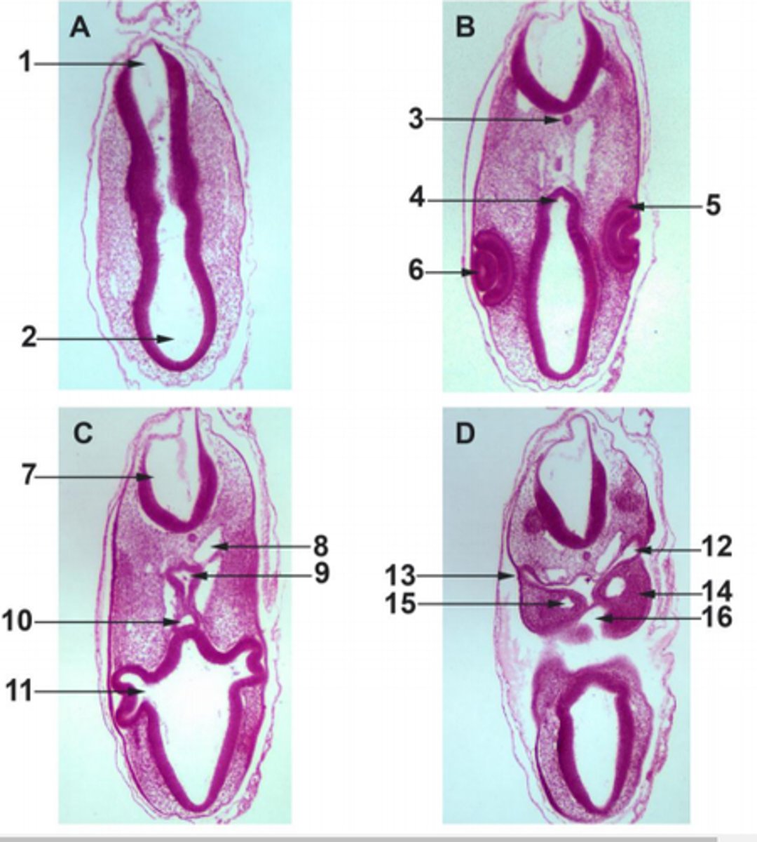 <p>#12</p><p>endoderm</p>
