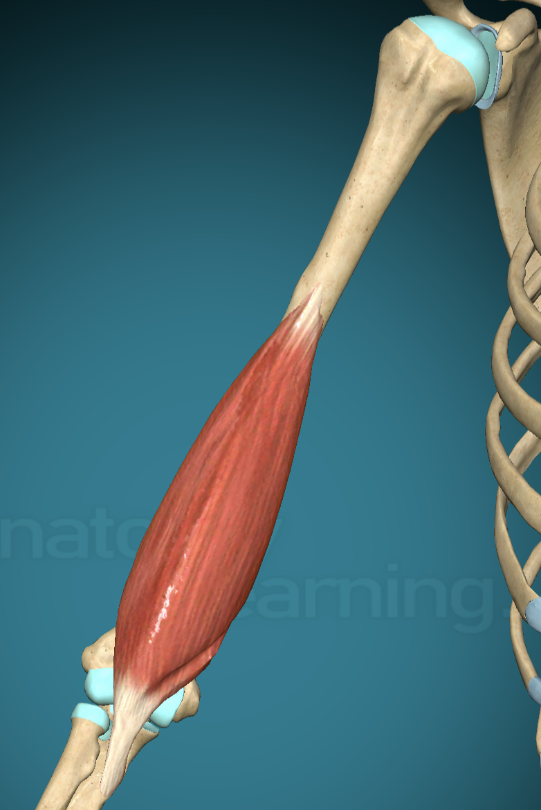 <p>Brachialis Origin</p>