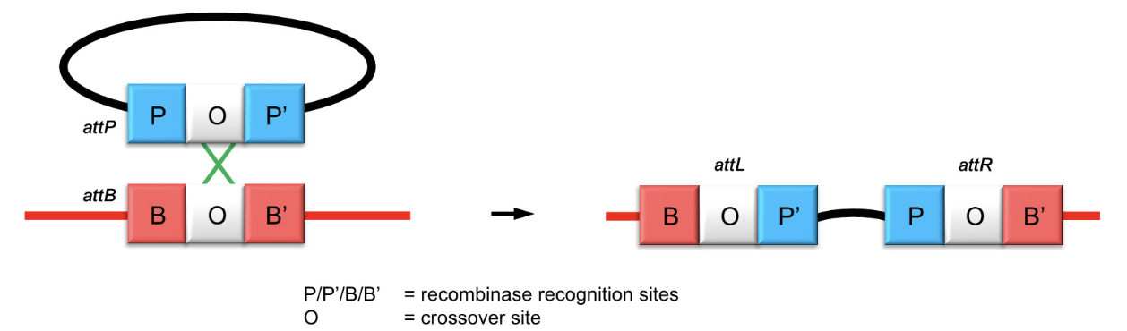 <p>Phages use site-specific recombination between phage attachment site (attP) and bacterial site (attB) using a tyrosine recombinase to integrate their genome.</p><p></p>