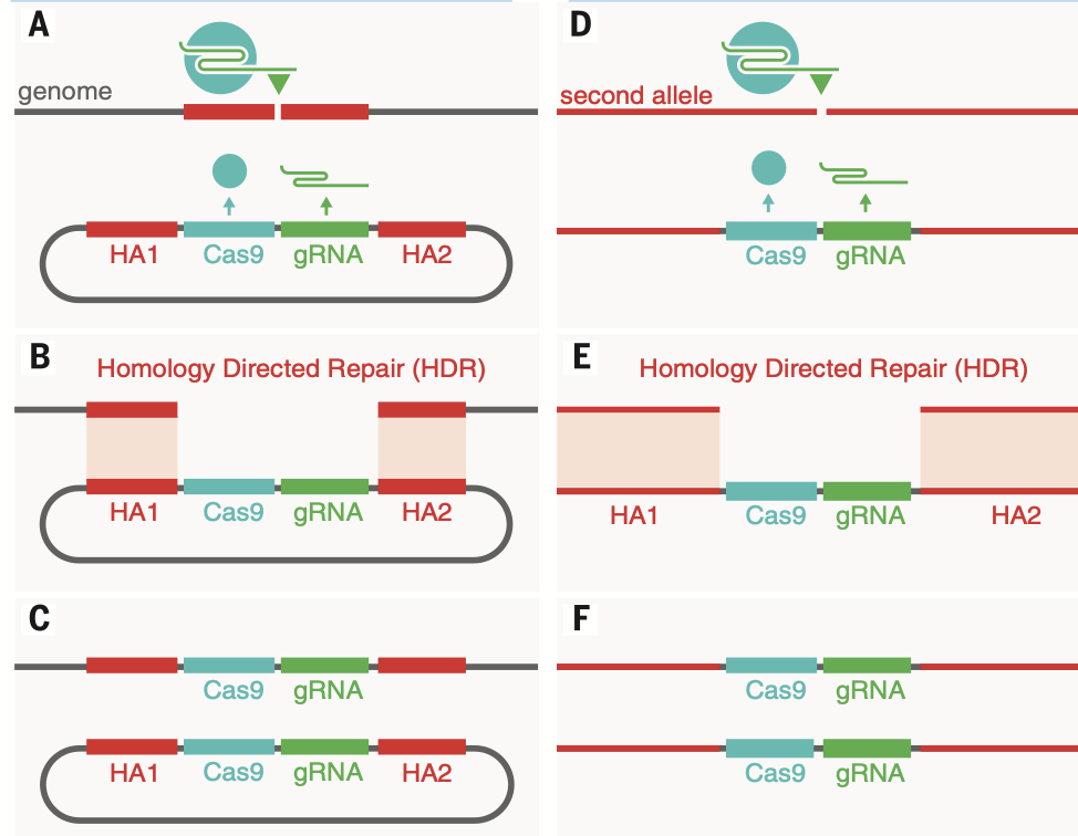 <p>Converting heterozygous to homozygous mutations</p><ul><li><p>can disrupt locus</p></li><li><p>knockout homologous allele (ensure all alleles)</p></li><li><p>Good for targeting reproductive system in misquito to kill them off</p></li></ul><p></p>