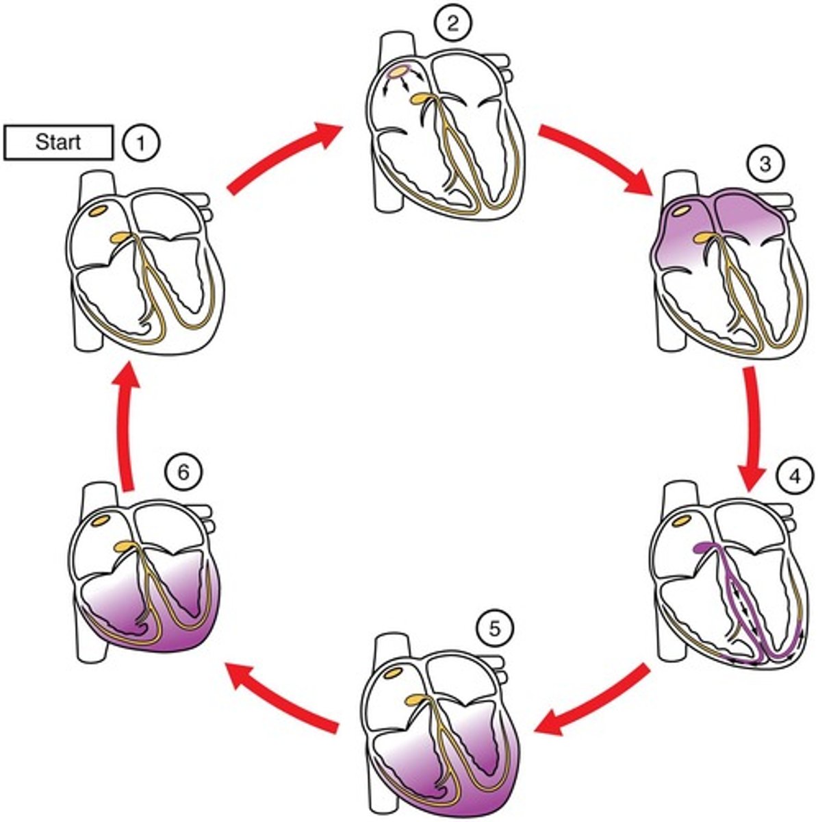 <p>Sequence of events in one heartbeat.</p>