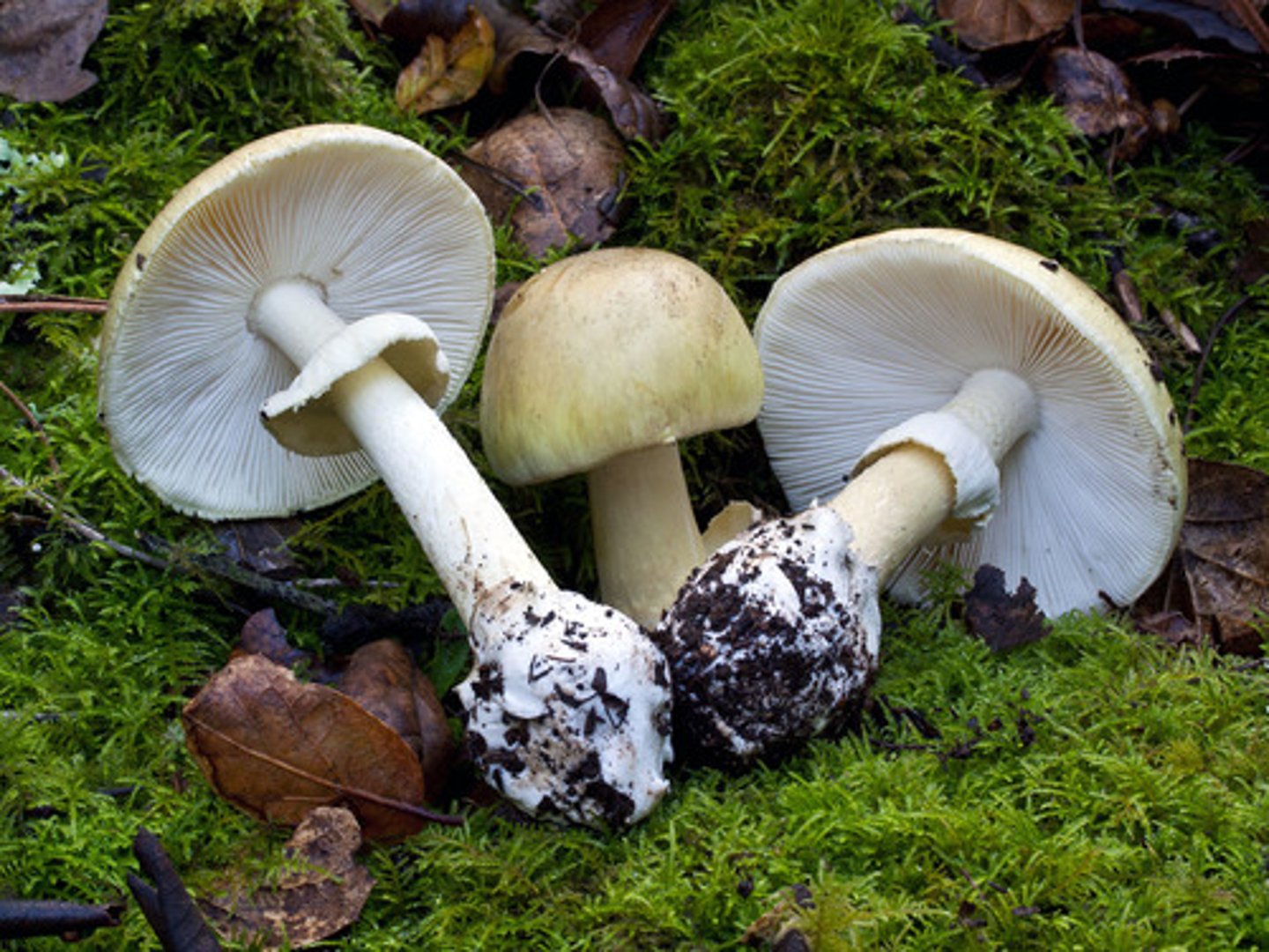 <p>Amanita virosa, phalloides</p><p>-toxic compound: phallotoxins and amatoxins (amatoxins are lethal by ingestion)</p><p>-edible lookalike: edible Amanita species</p>