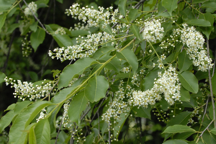 <p>Amerikaanse vogelkers, Prunus serotina</p>