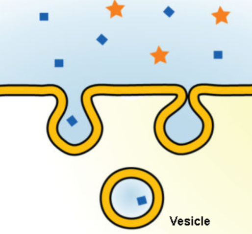 <p>cellular drinking</p><p>-intake droplets of fluid that contain solutes</p>
