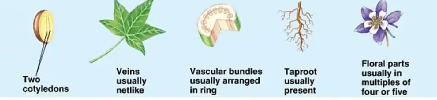 <p>“everything else”, peanuts</p>