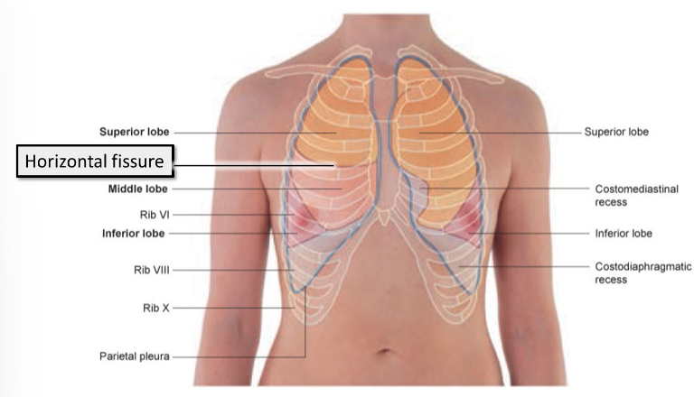 <p><span>Lies anteriorly, following the contour of </span><strong>rib 4.&nbsp;</strong></p>