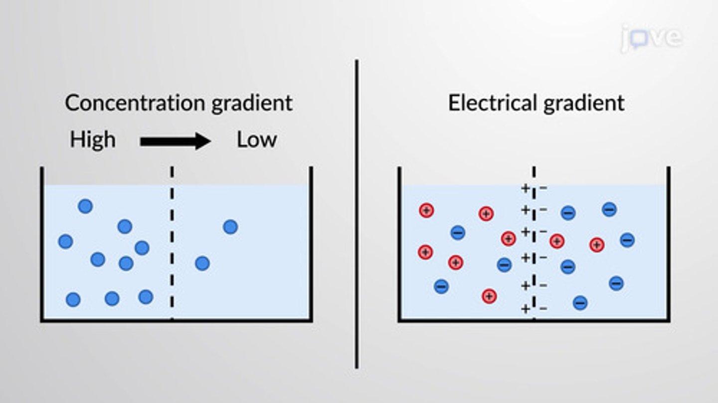 <p>The combination of forces that acts on membrane potential.</p>