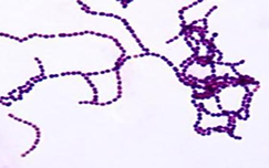 <p>What Bacterial Arrangement?</p>