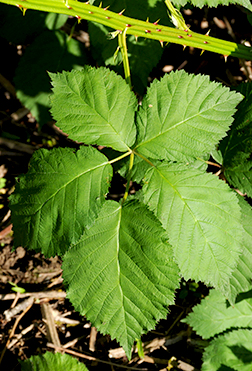 <p>Rubus armeniacus</p>