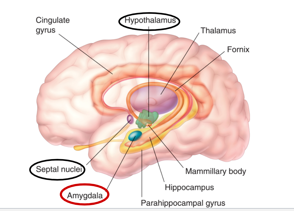 <p>involved in <strong>perception of facial expressions of emotion</strong> (esp fear) </p><p>damage- removes fear and aggression, peeps do not respond emotionally to rewards and punishments  </p><p>stimulation- produces fear and aggression </p><p><strong>major role in fear and anxiety</strong></p>