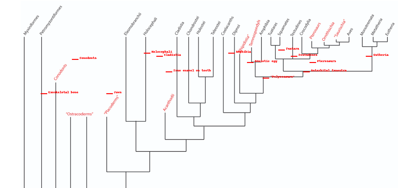 <p>Summary (From Most Basal to Modern):  </p><ol><li><p class=""><strong>Conodonts</strong> → Earliest vertebrates, with early tooth-like structures.</p></li><li><p class=""><strong>Exoskeletal Bone</strong> → Early protective feature in vertebrates.</p></li><li><p class=""><strong>Jaws</strong> → Evolution of <strong>jawed vertebrates</strong>.</p></li><li><p class=""><strong>Holocephali</strong> → Early <strong>cartilaginous fish</strong>.</p></li><li><p class=""><strong>Cladistia (Bichirs)</strong> → Early <strong>ray-finned fish</strong>.</p></li><li><p class=""><strong>Amphibia</strong> → First <strong>tetrapods</strong> transitioning to land.</p></li><li><p class=""><strong>Amniotic Egg</strong> → Evolution of <strong>terrestrial vertebrates</strong>.</p></li><li><p class=""><strong>Testudines (Turtles)</strong> → Early <strong>reptiles</strong> with unique <strong>shells</strong>.</p></li><li><p class=""><strong>Tuatara</strong> → Ancient <strong>reptile</strong> lineage with distinct characteristics.</p></li><li><p class=""><strong>Antorbital Fenestra</strong> → Feature of <strong>archosaurs</strong> (dinosaurs, birds, crocs).</p></li><li><p class=""><strong>Pterosaurs</strong> → First <strong>flying reptiles</strong>.</p></li><li><p class=""><strong>Pelycosaurs</strong> → Early <strong>synapsids</strong>, leading to <strong>mammals</strong>.</p></li><li><p class=""><strong>True Enamel on Teeth</strong> → Feature of <strong>mammals</strong>.</p></li><li><p class=""><strong>Eutheria (Placental Mammals)</strong> → Modern <strong>mammals</strong> with live birth.</p></li></ol><p></p>