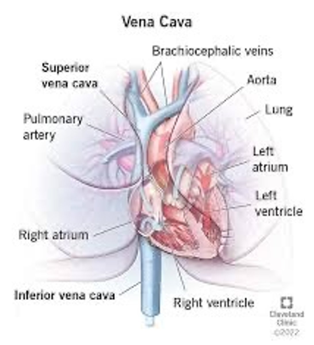 <p>These two major veins return blood from the body to the right atrium</p>