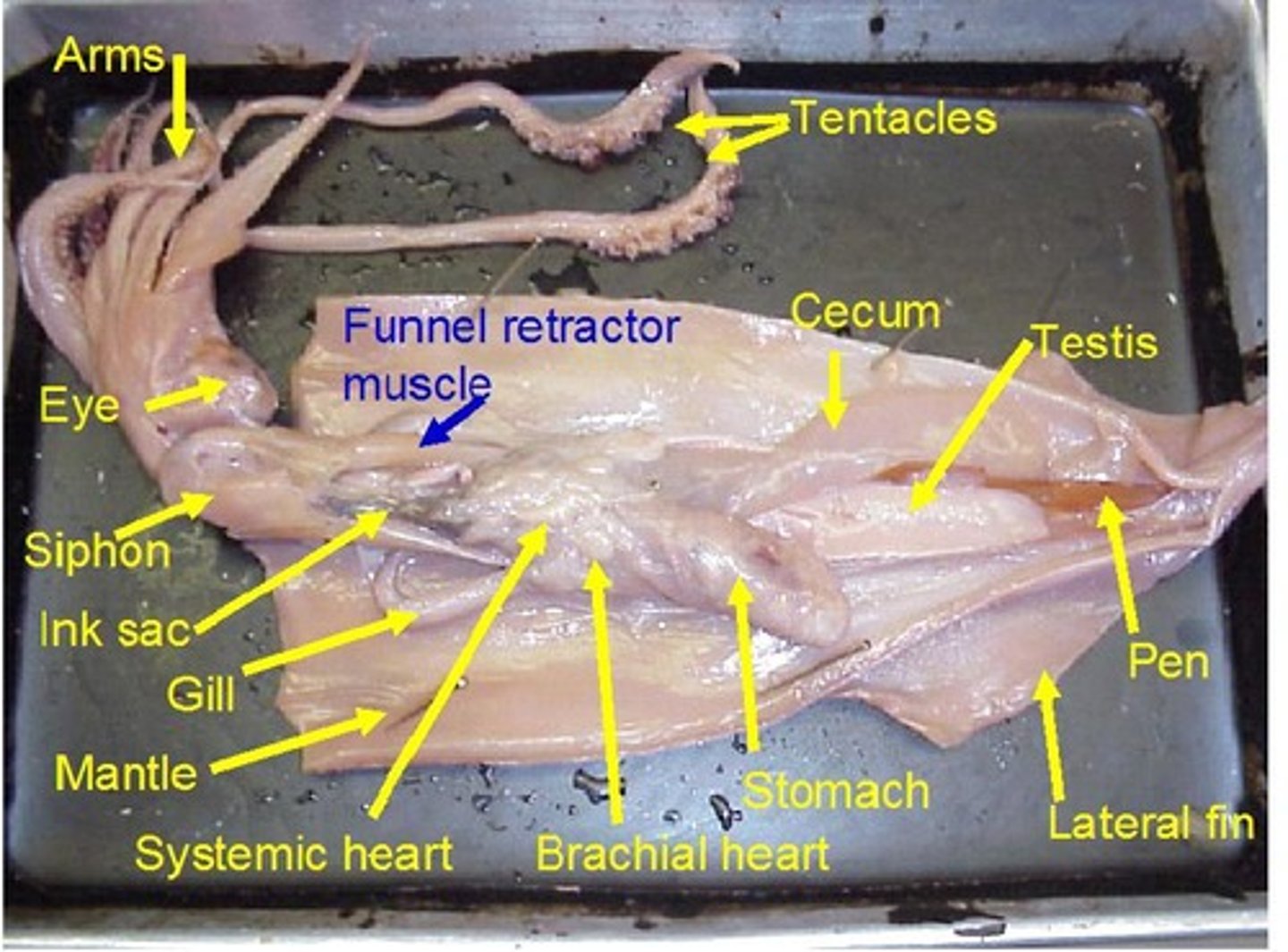 <p>-siphon used for jet propulsion</p><p>-tentacles are longer than the arms and they grab prey and hold on to it</p><p>-arms of squid are to capture prey, feeding, and locomotion</p><p>-pen is to support mantle and for muscle attachment</p><p>-eyes, siphon, arms, tentacles, mantle, mouth, fins</p>
