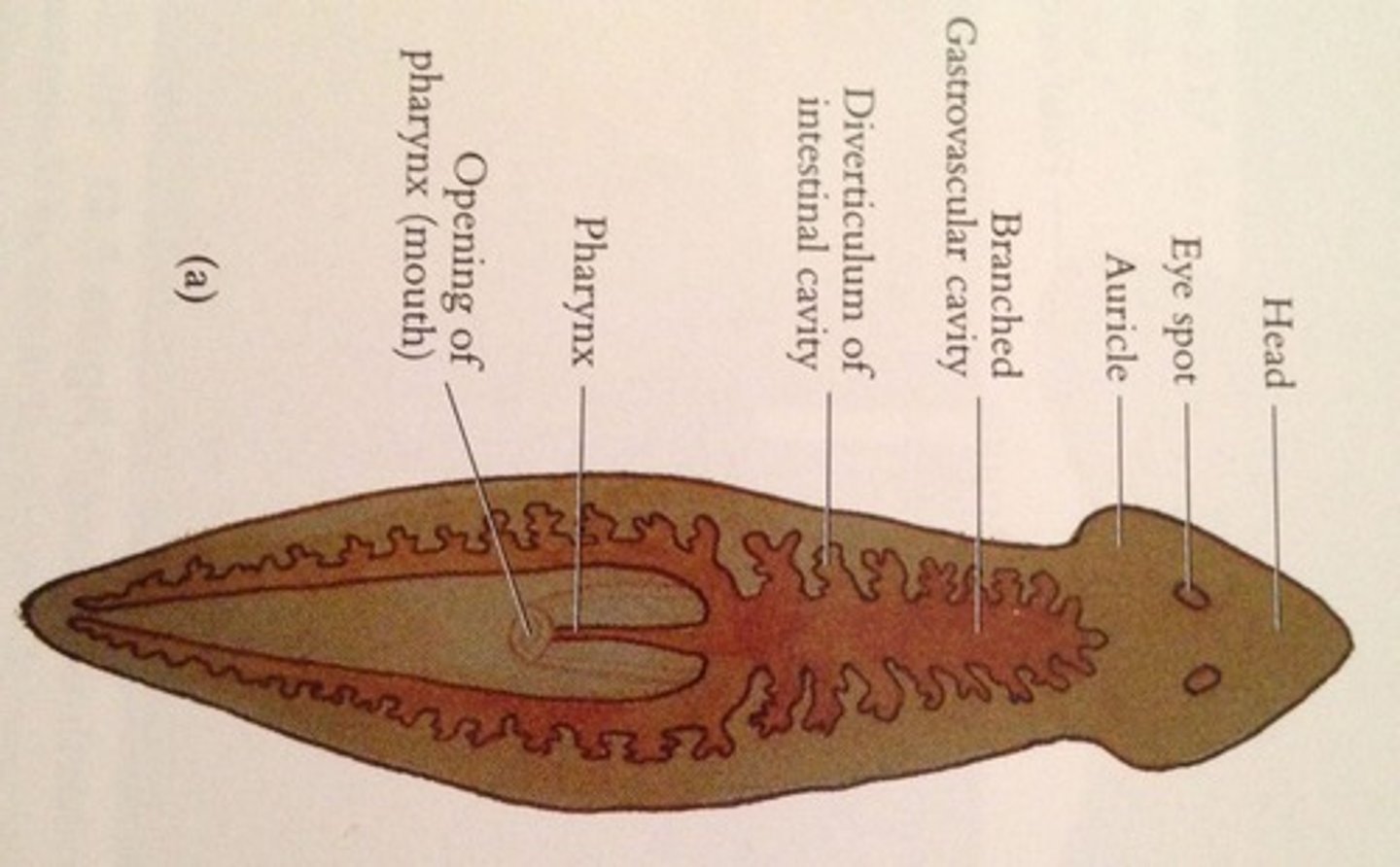 <p>Free living flatworm; Phylum Platyhelminthes; Class Turbellaria; Incomplete digestive tract (one opening) "Pharynx"</p>