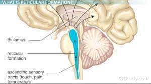 <p>reticular formation</p>