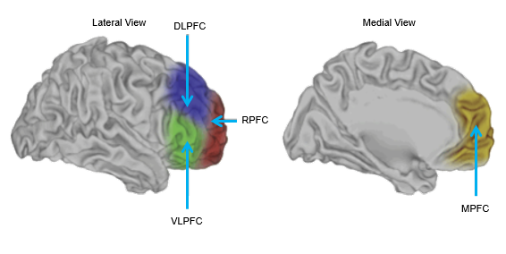 <p>frontal cortex is separated into primary motor, premotor, and prefrontal regions</p><ul><li><p>PFC is a part of the brain divided into subregions</p></li><li><p>major regions are dorsolateral region, rostral or fronto-polar, ventrolateral, and medial region</p></li></ul><p></p>
