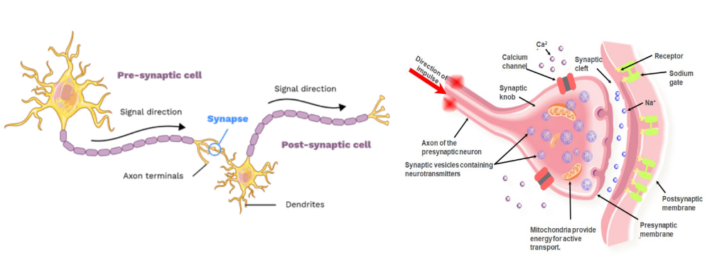 Synapses are the junctions between two neurons 

Action potentials are transmitted between neurons via the release of signalling molecules called neurotransmitters 

When the neurotransmitter diffuses across the synapse, it interacts with the receiving membrane to cause depolarization that results in propagation of the nerve signal to the next neuron