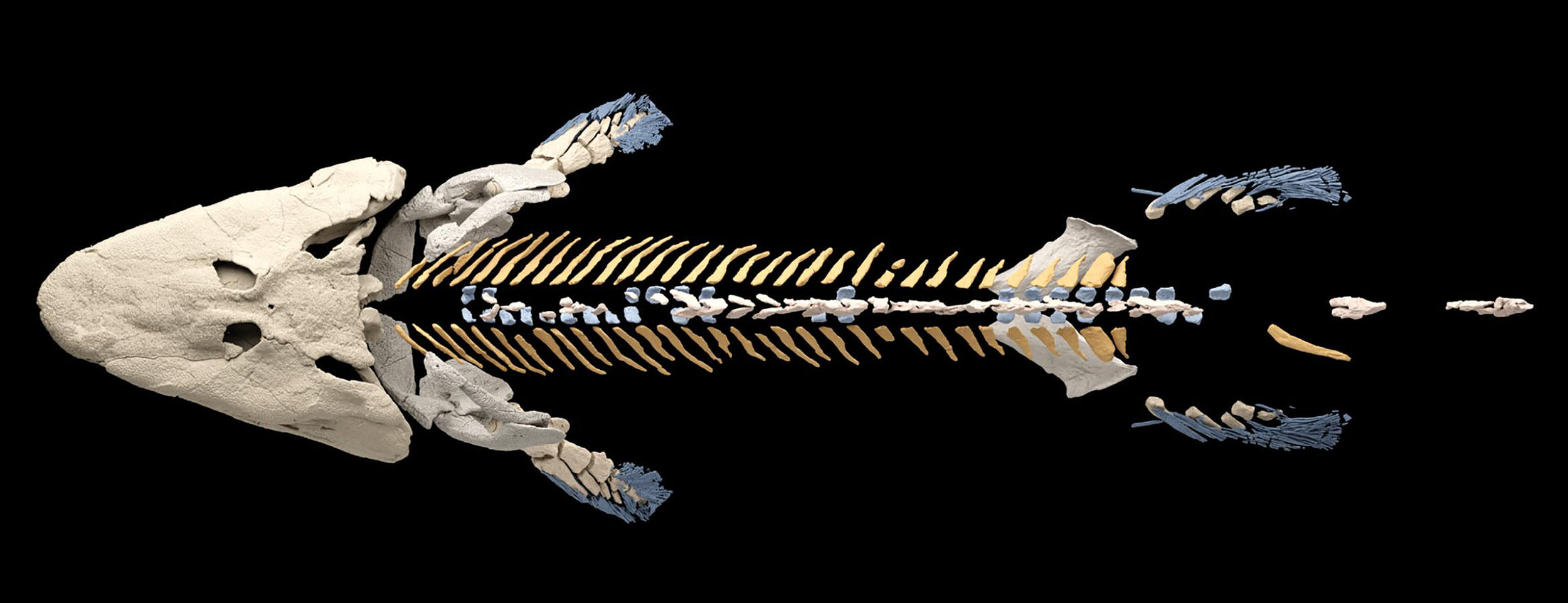 <p>tetrapodomorph fishes</p><ul><li><p>loss of bony operculum*</p></li><li><p>flat head and body, with long snout and dorsal eyes</p></li><li><p>loss of dorsal and anal fins</p></li><li><p>reduced tail fins</p></li><li><p>likely respired via gills and gulping air</p></li></ul><p></p>
