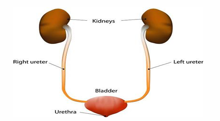 <p>List the causative pathogens of UTIs mentioned in the source.</p>