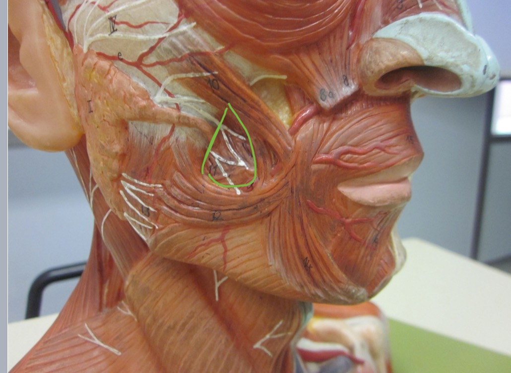 <p>Which muscle</p>