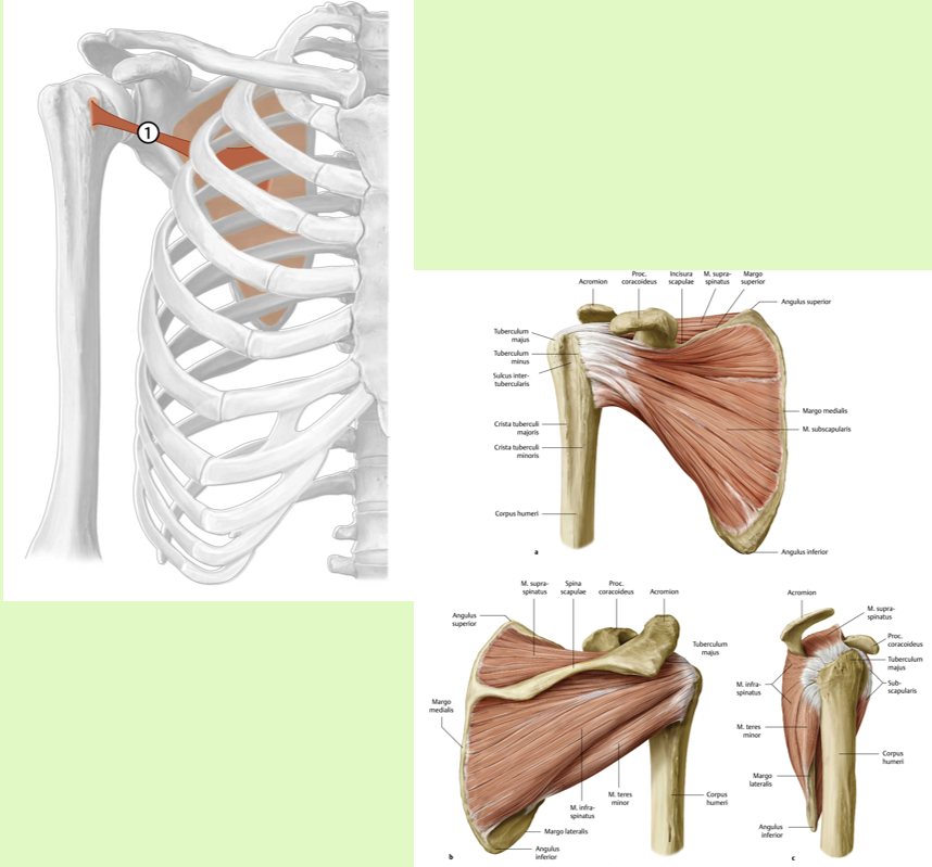 <p><span><span>Origo:<br></span></span><span data-name="black_small_square" data-type="emoji">▪</span><span><span> fossa subscapularis scapulae</span></span></p><p><span><span><br></span></span><span data-name="black_small_square" data-type="emoji">▪</span><span><span> Insertie:<br></span></span><span data-name="black_small_square" data-type="emoji">▪</span><span><span> tuberculum minus<br>(gewrichtskapsel)</span></span></p><p><span><span><br></span></span><span data-name="black_small_square" data-type="emoji">▪</span><span><span> Functie:<br></span></span><span data-name="black_small_square" data-type="emoji">▪</span><span><span> art. glenohumerale: endorotatie<br></span></span><span data-name="black_small_square" data-type="emoji">▪</span><span><span> Stabilisatie caput humeri in<br>cavitas glenoidalis</span></span></p><p><span><span><br></span></span><span data-name="black_small_square" data-type="emoji">▪</span><span><span> Innervatie:<br></span></span><span data-name="black_small_square" data-type="emoji">▪</span><span><span> nn. Subscapulares (C5-C8)</span></span></p><p><br></p>