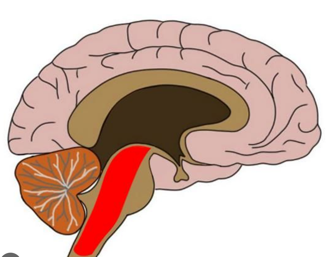 helps control arousal and filters incoming sensory stimuli Nerve network that travels through the brainstem into the thalamus
