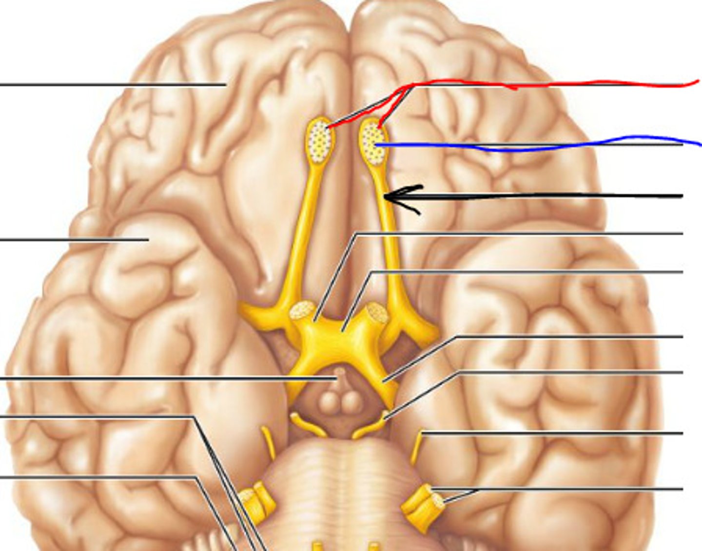 <p>a brain structure located above the nasal cavity beneath the frontal lobes</p>