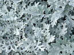 <p>Cold Hardiness: Perennial in zones 8b-9, annual in colder climates</p><p>• Habit: Rosette, 6 to 12 in. tall 1 to 2 ft. wide</p><p>• Cultural Requirements: well-drained soil, full sun to part shade; Heat and drought tolerant.</p><p>• Landscape Utilization: Beds &amp; borders</p><p>• Wildlife: Attracts bees, butterflies and other insects</p><p>• Additional Information: Genus name derived from the Latin word for old man due to its fluffy white seed heads. </p>