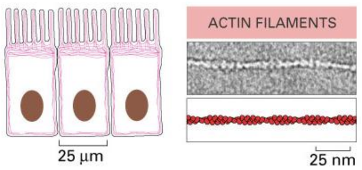 <p><span><em>Actin filament</em> = helical polymers of the protein actin&nbsp;</span></p><ul><li><p class="Paragraph SCXW146273415 BCX0" style="text-align: left"><span>Flexible structures that are organized into a variety of linear bundles&nbsp;</span></p></li></ul><p class="Paragraph SCXW146273415 BCX0" style="text-align: left"></p>