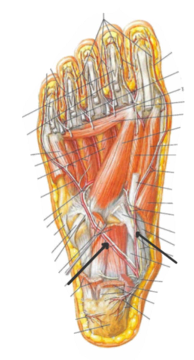 <p>identify the structure(s) indicated by the arrow</p>