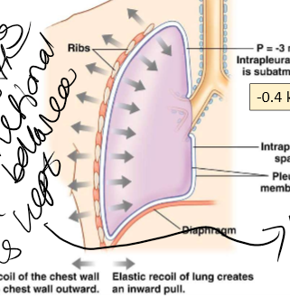 <p>inspiration - active, driven centrally, expand rib cage, increases -ve, interplural pressure pulls lungs open creating air flow <br>normal expration - passive as elastic recoil, muscles relax, lungs recoil (elastic fibres), created +ve pressure, forces air out</p>