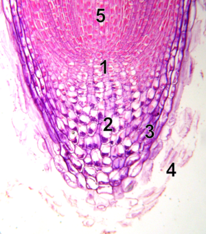 <p>Co to?</p>