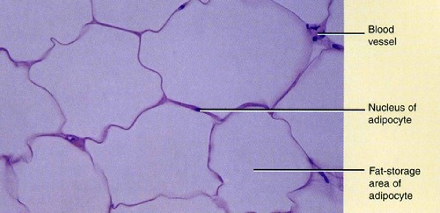 <p>Stores fat, reduces heat loss, and provides organ padding.</p>