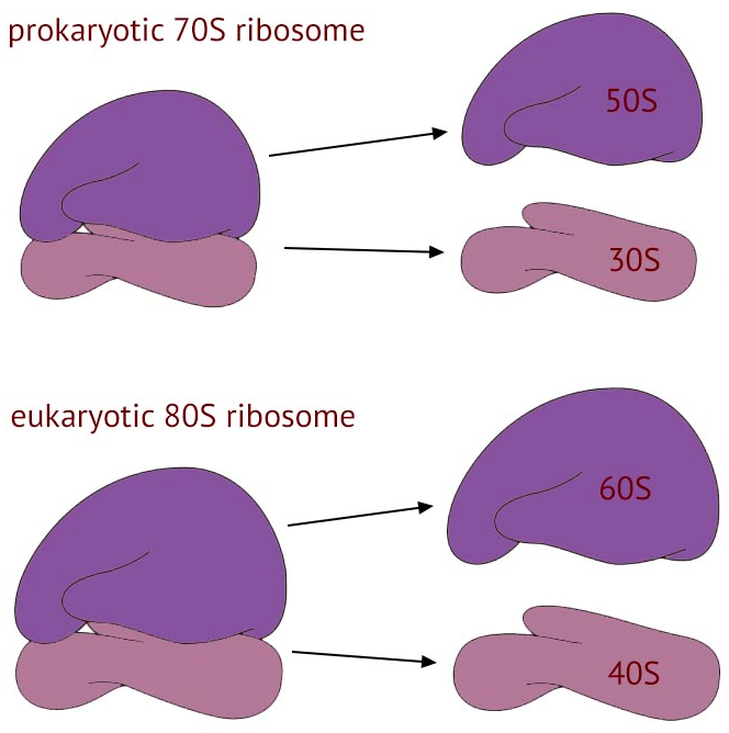 <p>Prokaryotes Ribosomes</p><p>70s —&gt; 50/30</p><p>Eukaryotes Ribosomes</p><p>80s —&gt; 60/40</p><p>30 and 40 is where translation occurs</p>