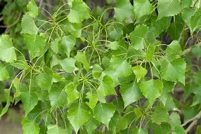 <p>Cottonwood</p>