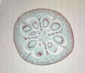 <p>Which fruit is being shown?</p>