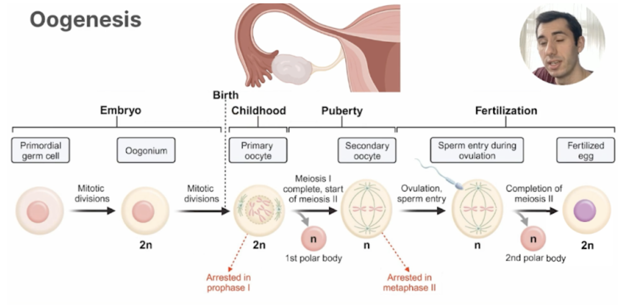 <ul><li><p><span style="font-family: &quot;Times New Roman&quot;, serif;">Arrested Before puberty: Prophase I</span></p><ul><li><p><span>Primary oocytes: Prophase 1: resume puberty</span></p></li></ul></li><li><p><span>Arrested </span><span style="font-family: &quot;Times New Roman&quot;, serif;">After ovulation: Metaphase II</span></p><ul><li><p><span style="font-family: &quot;Times New Roman&quot;, serif;">Secondary oocytes: Metaphase 2: resume: fertilization</span></p></li></ul></li><li><p><span style="font-family: &quot;Times New Roman&quot;, serif;">Follicles release : estrogen and progesterone</span></p></li></ul><p></p>