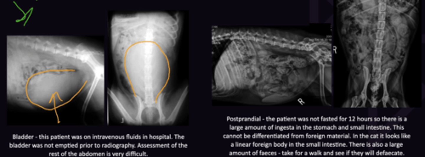 <p>Fast: At Least 12 Hours before radiograph (Faecal Material/Food Superimpose and form poor image)</p><p>Bladder: Empty just before radiography (Full Bladder Pushes/squishes) other Organs</p>