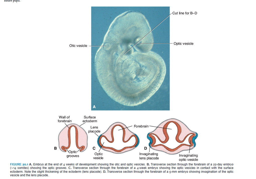 <p> OPTIC CUP AND LENS VESICLE</p><p>The developing eye appears in the 22-day embryo as a pair of shallow grooves on the sides of the forebrain (Fig. 20.1). With closure of the neural tube, these grooves form outpocketings of the forebrain, the optic vesicles. These vesicles subsequently come in contact with the surface ectoderm and induce changes in the ectoderm necessary for lens formation (Fig. 20.1). Shortly thereafter, the optic vesicle begins to invaginate and forms the double-walled optic cup (Figs. 20.1 and 20.2A). The inner and outer layers of this cup are initially separated by a lumen, the intraretinal space (Fig. 20.2B), but soon this lumen disappears, and the two layers appose each other (Fig. 20.2D,E). Invagination not only restricted to the central portion of the cup but also involves a part of the inferior surface (Fig. 20.2A) that forms the choroid fissure. Formation of this fissure allows the hyaloid artery to reach the inner chamber of the eye (Fig. 20.3; see also Fig. 20.7). During the seventh week, the lips of the choroid fissure fuse, and the mouth of the optic cup becomes a round opening, the future pupil.</p><p>During these events, cells of the surface ectoderm, initially in contact with the optic vesicle, begin to elongate and form the lens placode (Fig. 20.1). This placode subsequently invaginates and develops into the lens vesicle. During the fifth week, the lens vesicle loses contact with the surface ectoderm and lies in the mouth of the optic cup (Figs. 20.2C–E and 20.3)</p>