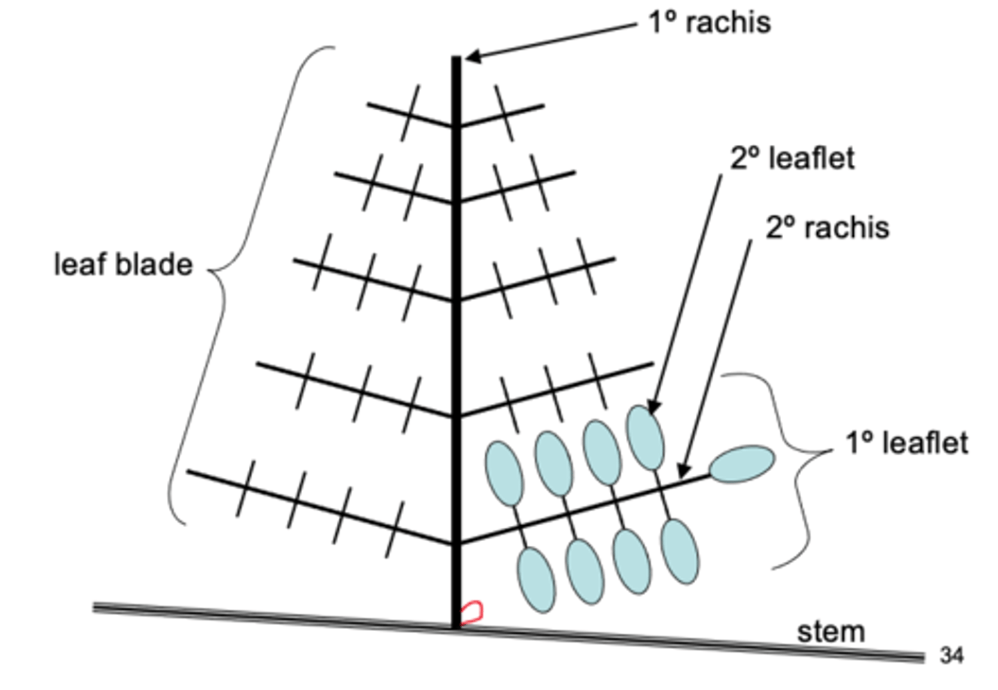 <p>leaflets can further divided into leaflets, where the midrib of the original leaflet is now the rachis</p><p>------------------</p><p>FEATURES</p><p>- has 1° and 2° rachis</p><p>- has 1° and 2° leaflet</p>
