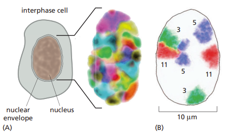 <p>Interphase chromosomes occupy discrete territories in the cell nucleus; that is, they are not extensively intertwined.</p><ul><li><p>chromatin moves around in the nucleus (territories can change depending on the level of expression required of the gene)</p><ul><li><p>gene rich regions tend to move centrally in the nucleus</p></li></ul></li></ul><p></p>