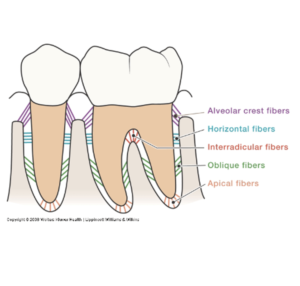 <p>only in multi-rooted teeth, between the fibers (In furcations)</p><p>Resist tilting forces</p>