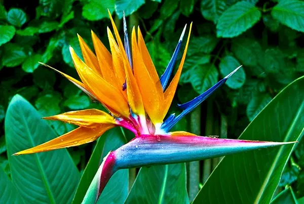 <p><img src="https://gardeningsolutions.ifas.ufl.edu/images/plants/flowers/bird_of_paradise_bloom.jpg" alt="Bird of Paradise - University of Florida, Institute of Food and  Agricultural Sciences"></p>