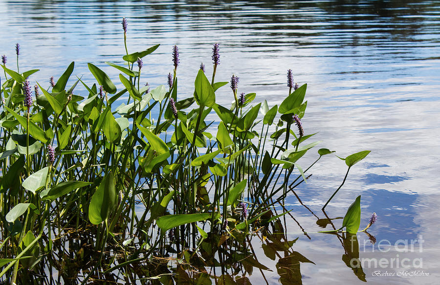 Family: Pontederiaceae

SN: Pontederia cordata