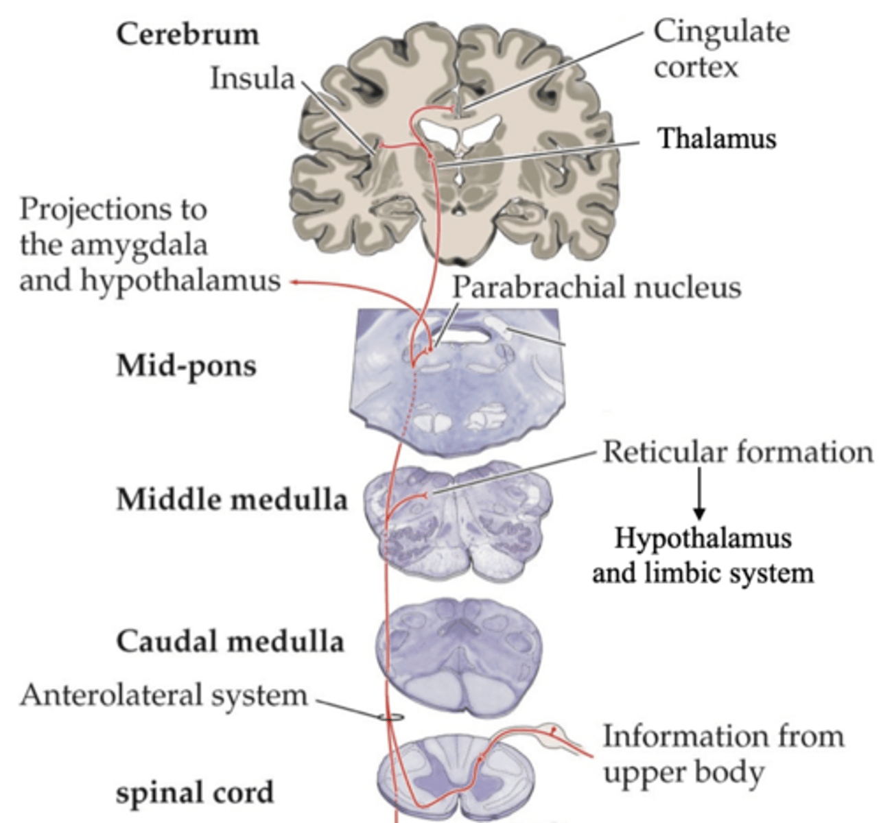 <p>There is little or no topographic mapping in affective-motivation pathways</p><p>-&gt; Neurons in ____________ ________ can respond to painful stimuli from anywhere on the body's surface</p>