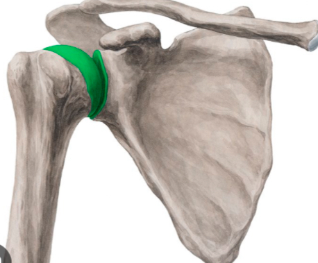 <p>Laterally rotates the glenohumeral joint.</p>