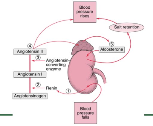 <p>When blood pressure drops, the <strong>juxtaglomerular cells in the kidneys</strong> detect the change and release <strong>renin</strong>. Renin then converts <strong>angiotensinogen (produced by the liver) into angiotensin I</strong>. As angiotensin I passes through the lungs, the enzyme <strong>ACE (angiotensin-converting enzyme)</strong> converts it into <strong>angiotensin II</strong>, a <strong>potent vasoconstrictor</strong> that narrows blood vessels and increases blood pressure. Angiotensin II also stimulates the <strong>adrenal glands to release aldosterone</strong>, which signals the kidneys to <strong>retain sodium and water</strong>, increasing blood volume and further raising BP. Additionally, the <strong>release of antidiuretic hormone (ADH)</strong> promotes water retention, further stabilizing BP. If BP becomes too high, the kidneys counteract this by <strong>excreting excess sodium and water</strong>, reducing blood volume and lowering BP back to normal.</p><p>4o</p>