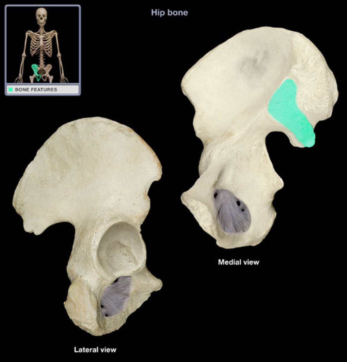 <p>region on the ilium for articulation with the sacrum</p>