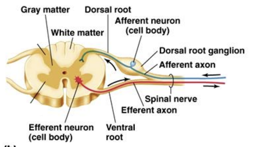 <p>These mixed nerves contain both <strong>sensory (afferent)</strong> and <strong>motor (efferent)</strong> fibers, allowing for communication between the CNS and PNS.</p>