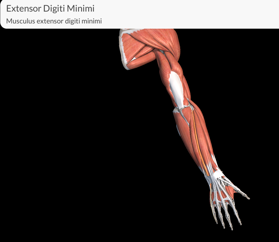 <p>Extensor Digiti Minimi muscle</p>